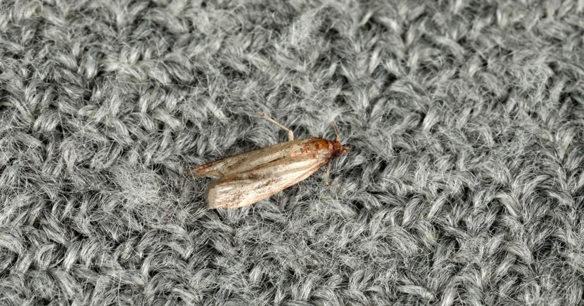 Motten in der Wohnung erkennen und bekämpfen Motten in der Wohnung erkennen und bekämpfen